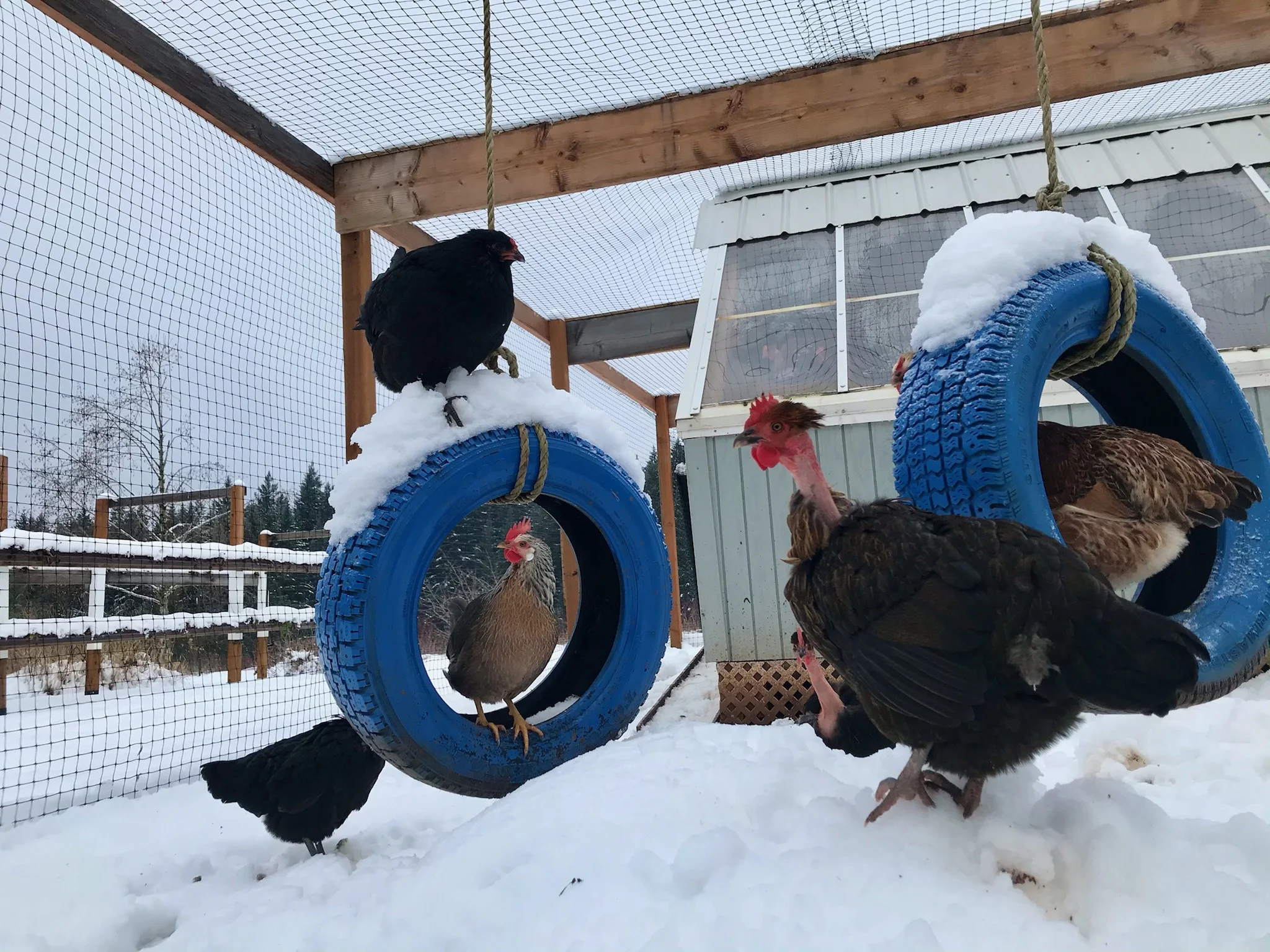 chickens on tire