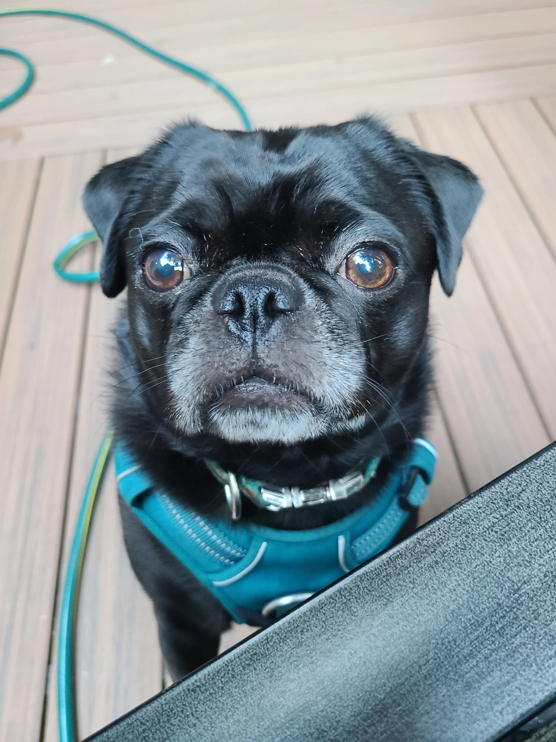A New project – Pugs Photos